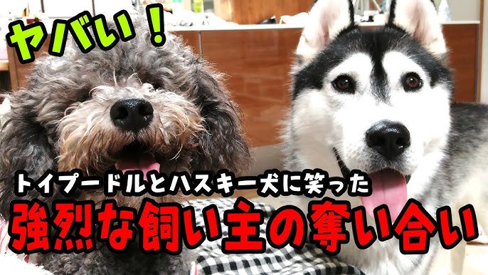 犬が人の上に乗ってくる理由・その心理とは？｜Column ｜ Levees レビーズ