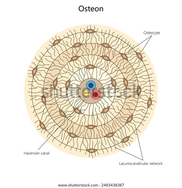 □骨の構造モデル その16 全て再確認その２ : 人体解剖学など