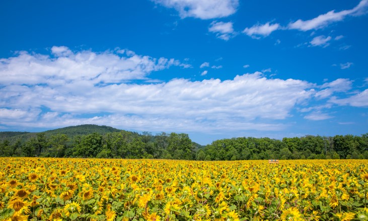 手紙の書き方：時候のあいさつ 8月 秋 レター・カード専門店 - G.C.PRESS ONLINE SHOP