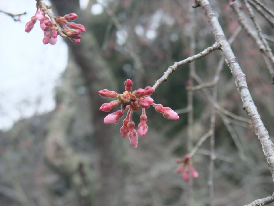 茂原桜まつりが3月30日・31日に開催 - シティライフ株式会社｜千葉県市原市で情報紙発行・印刷全般・広告・ホームページ制作・名入れカレンダー通販