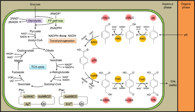 Biotransformation of p-xylene into terephthalic