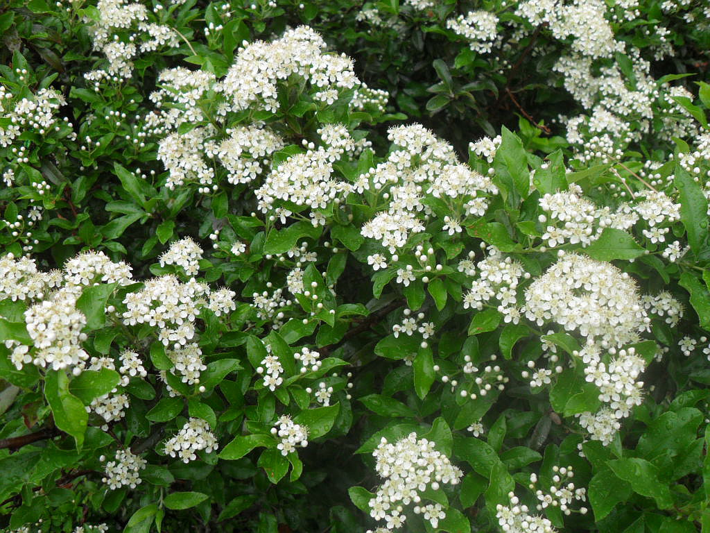 PYRACANTHA SAPHYR ROUGE (R)